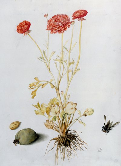 Boterbloemplant met twee amandelen en een hymenopter door Giovanna Garzoni